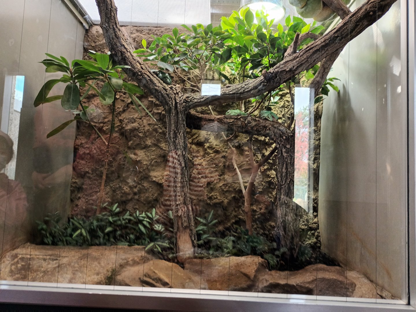 Whites Tree Frog and Green Tree Python Habitat