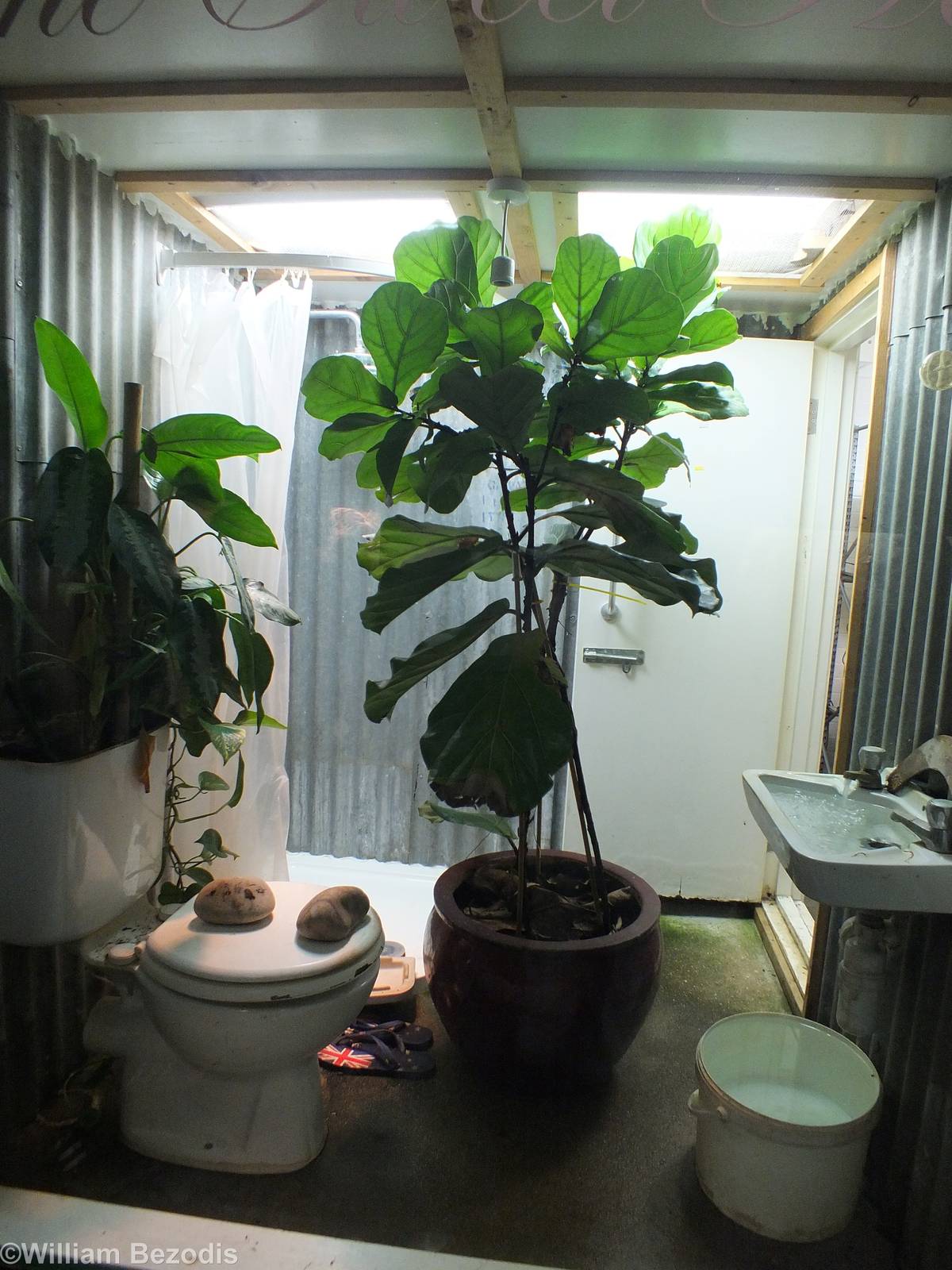 White's Tree Frog Enclosure