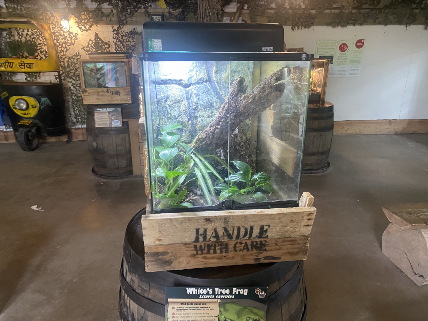 White’s tree frog exhibit 040824