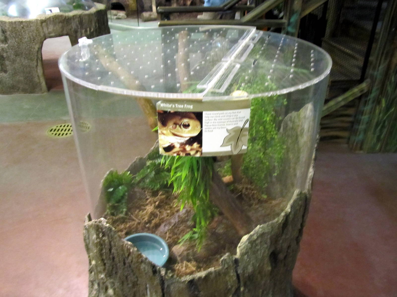 White's Tree Frog Exhibit