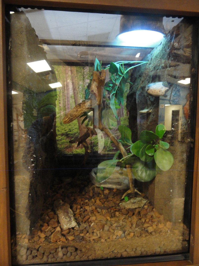 White's Tree Frog Exhibit