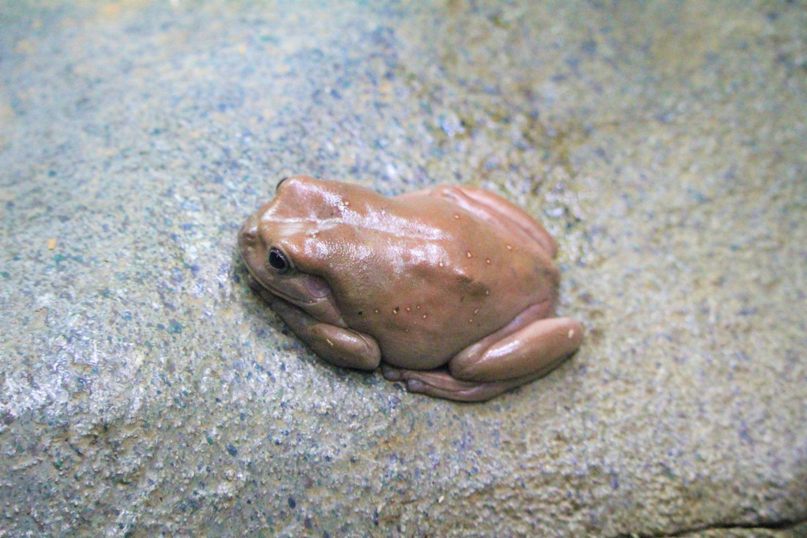 White's Tree Frog (Litorea caerulea)