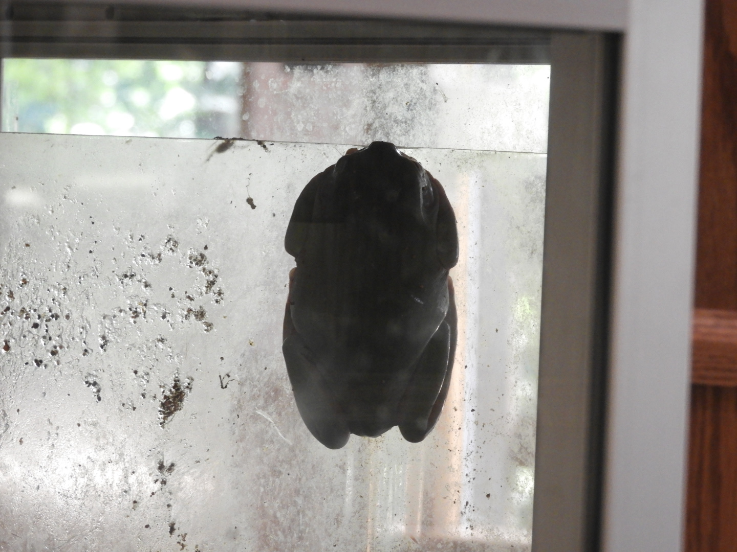 White's Tree Frog (Litoria caerulea)