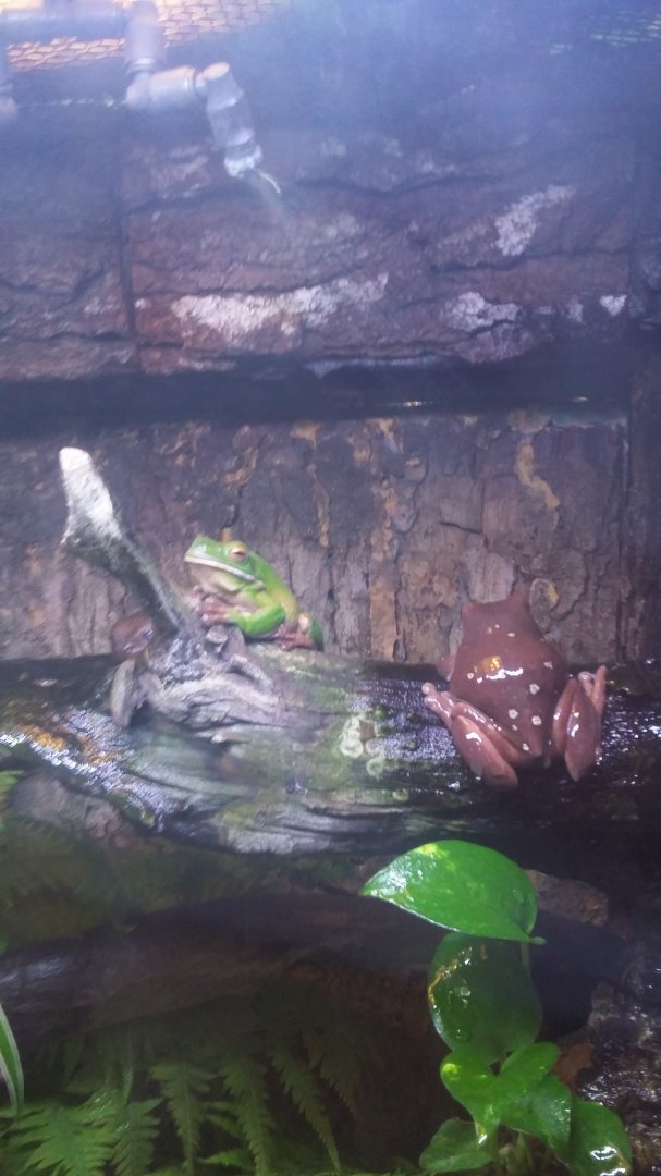 White's tree frog (Ranoidea caerulea) and White-lipped tree frog (Nyctimystes infrafrenatus)