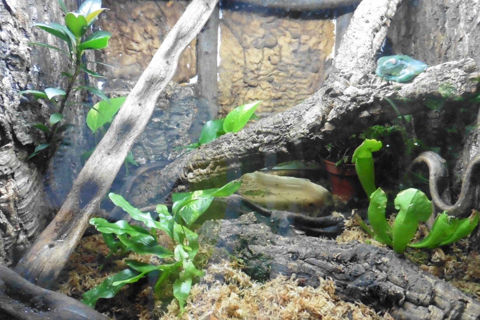 White's Tree Frog tank
