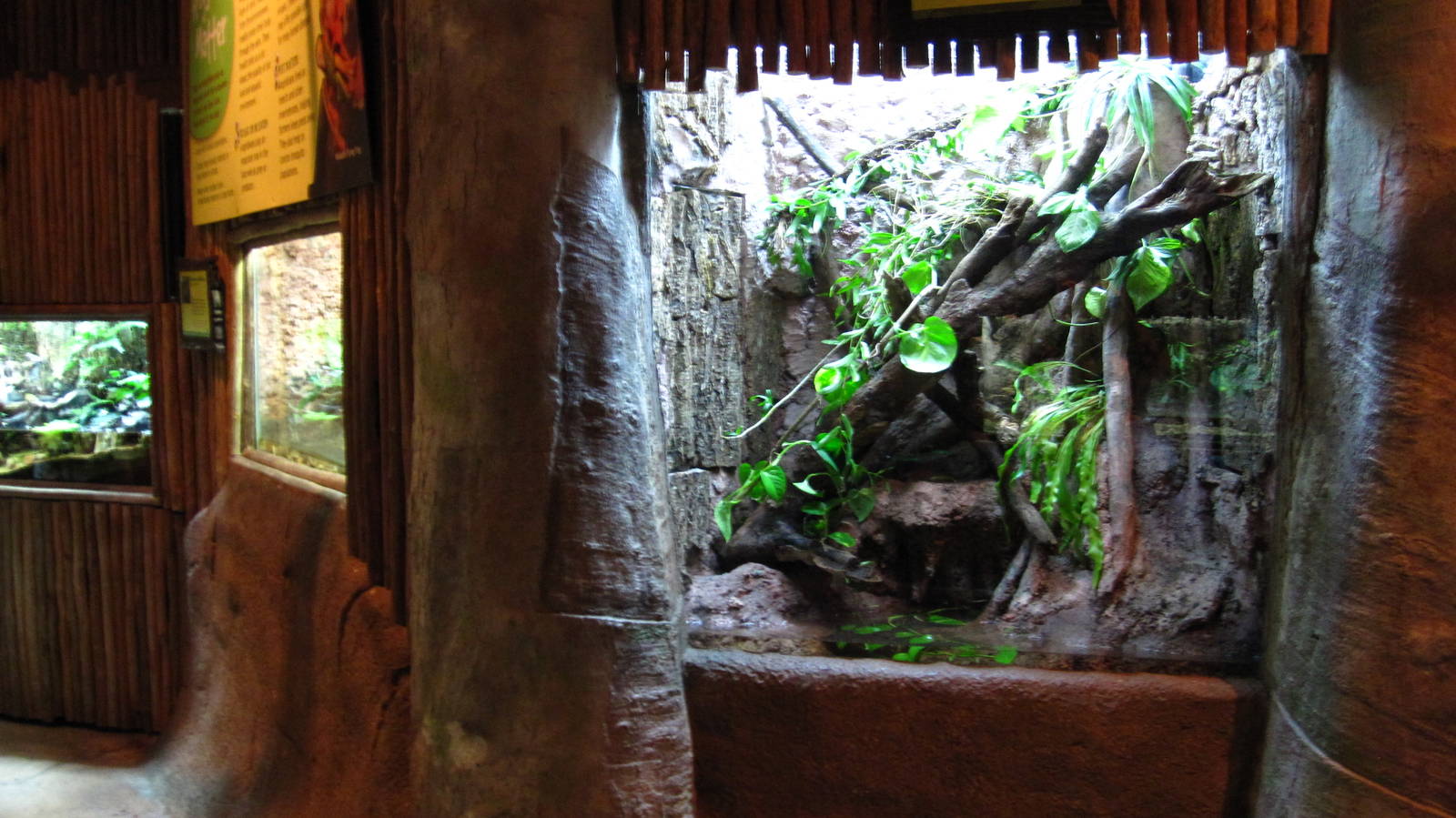 White's Tree Frog vivarium, Fragile Forest exhibit