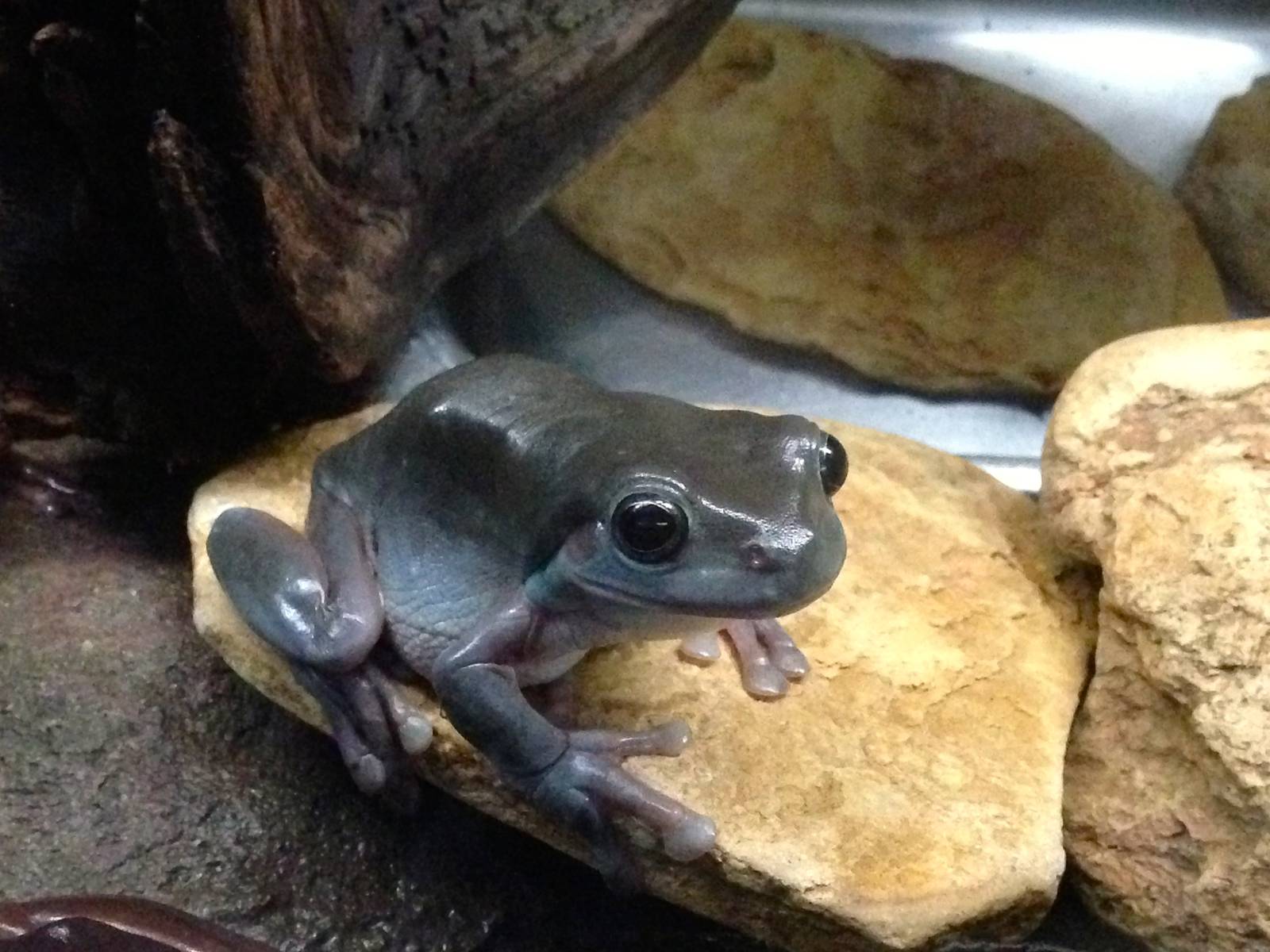 White's Tree Frog