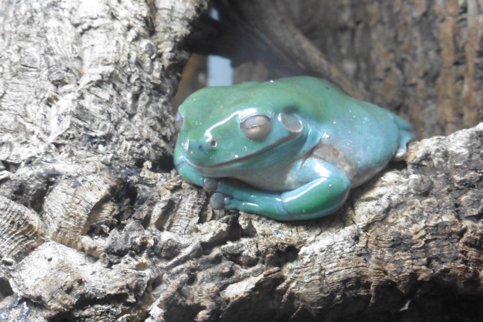 White's Tree Frog