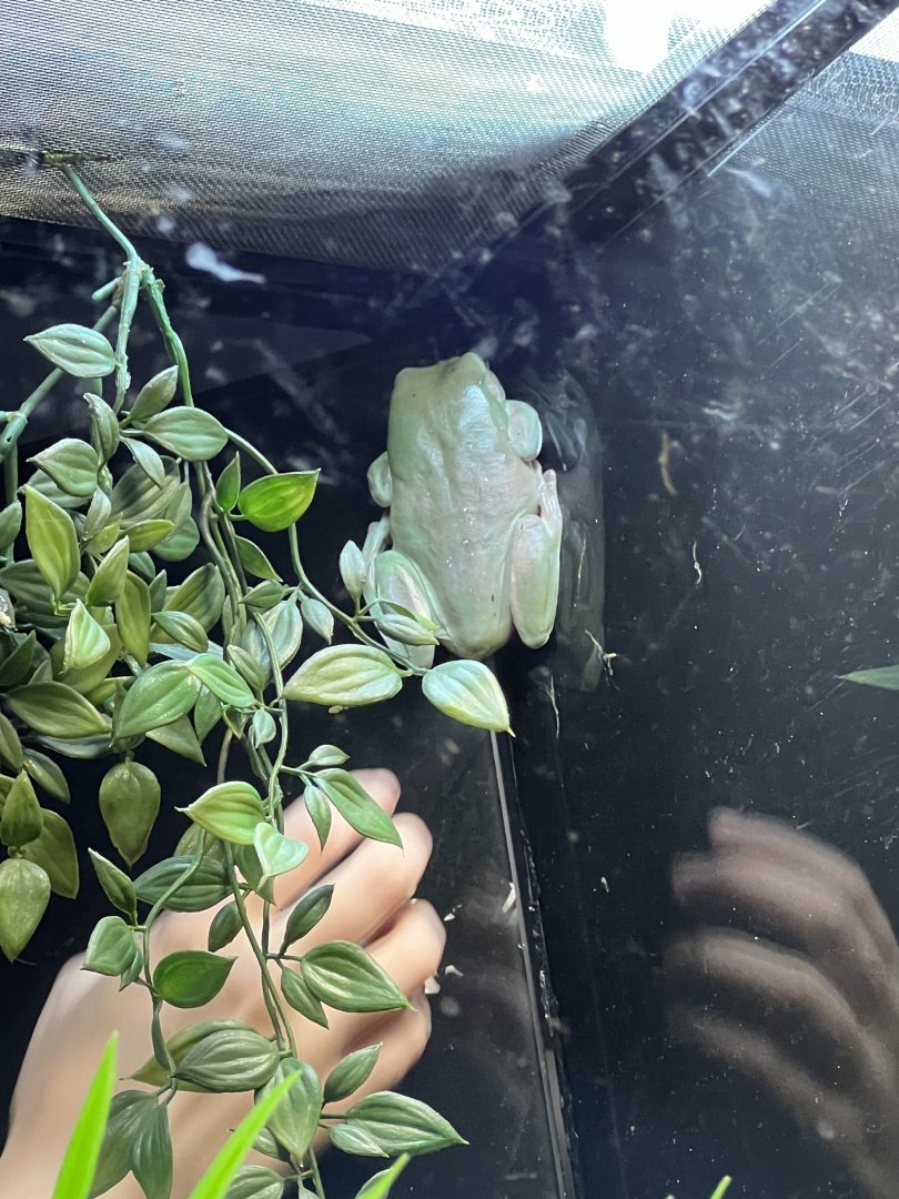 White’s Tree Frog