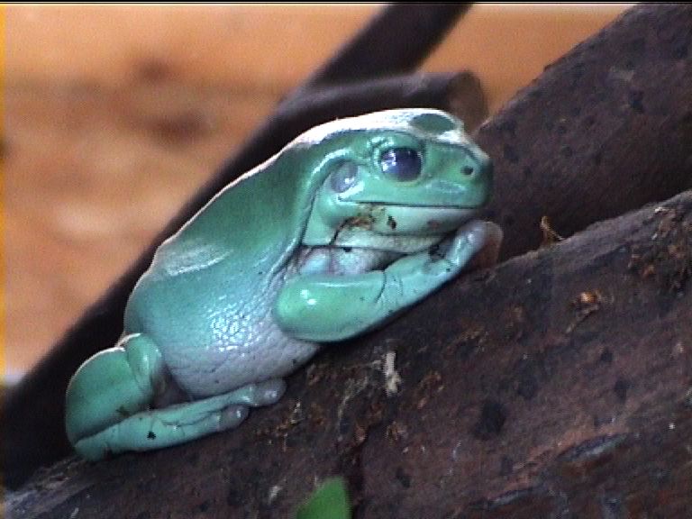 White's tree frog