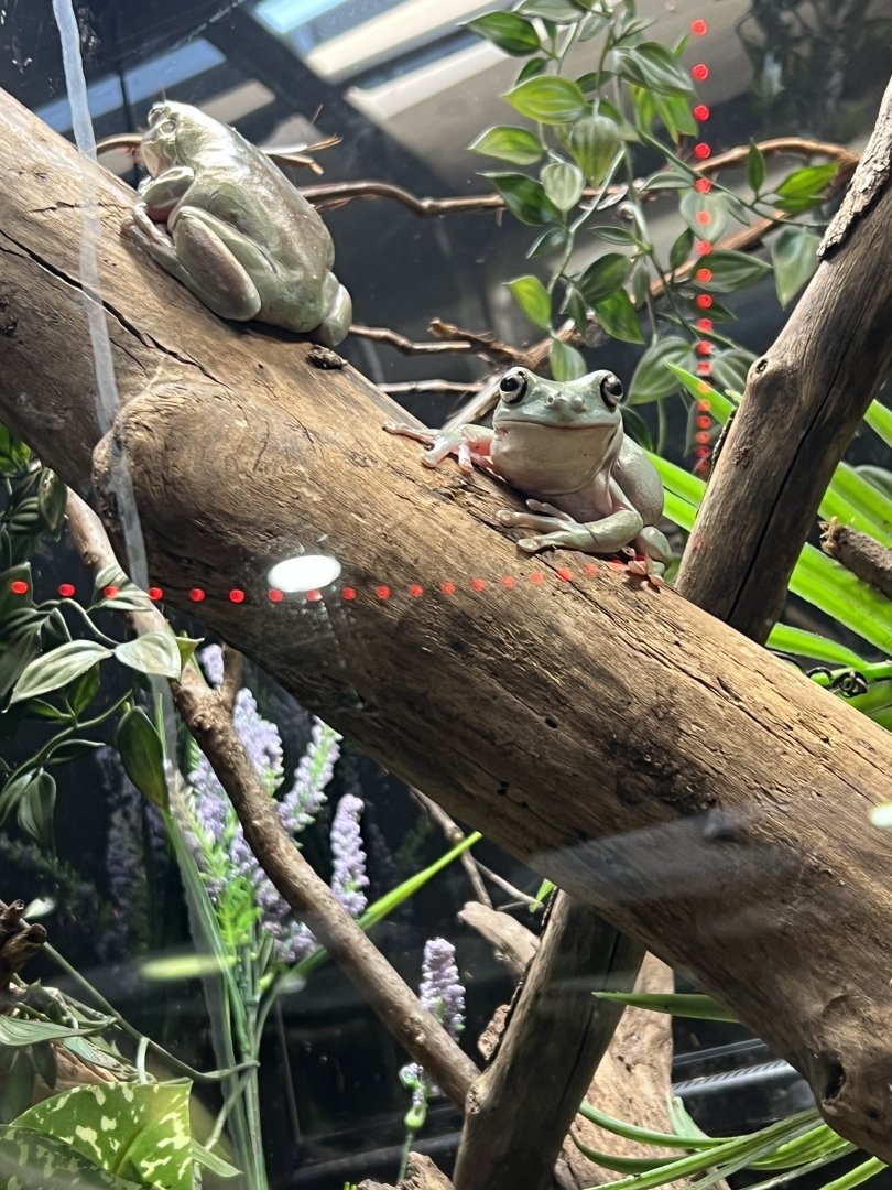 White’s Tree Frogs