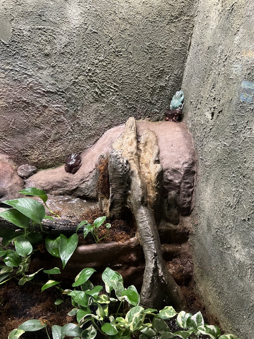 White’s Tree Frogs