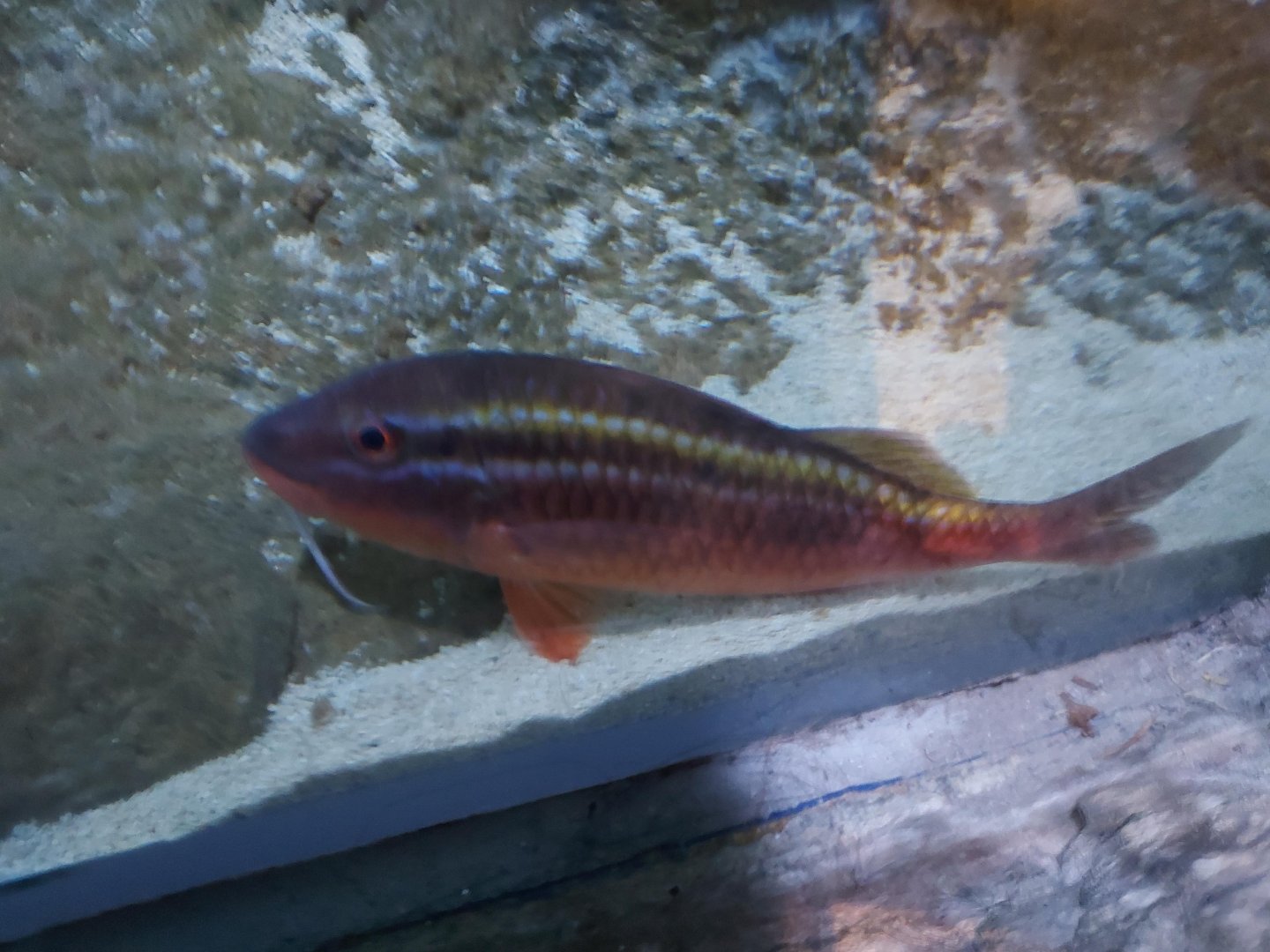 Whitesaddle Goatfish
