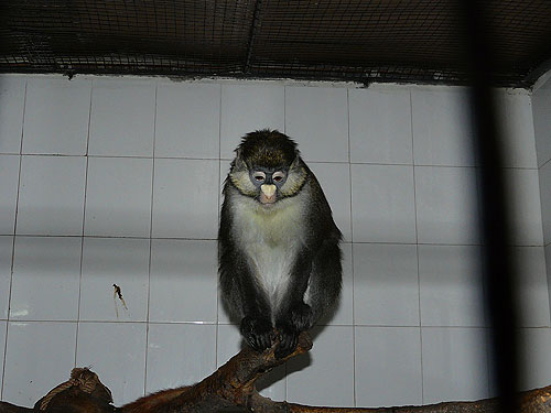 Whiteside's Guenon in Kishinev Zoo