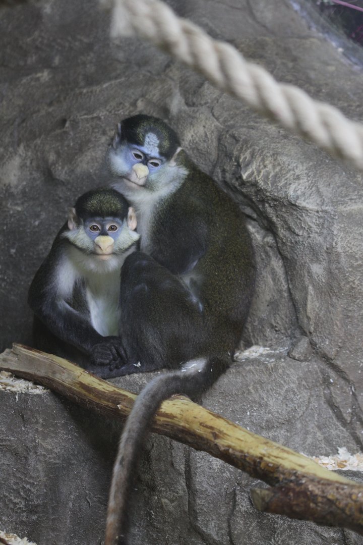 Whiteside's Guenons (Cercopithecus ascanius whitesidei)