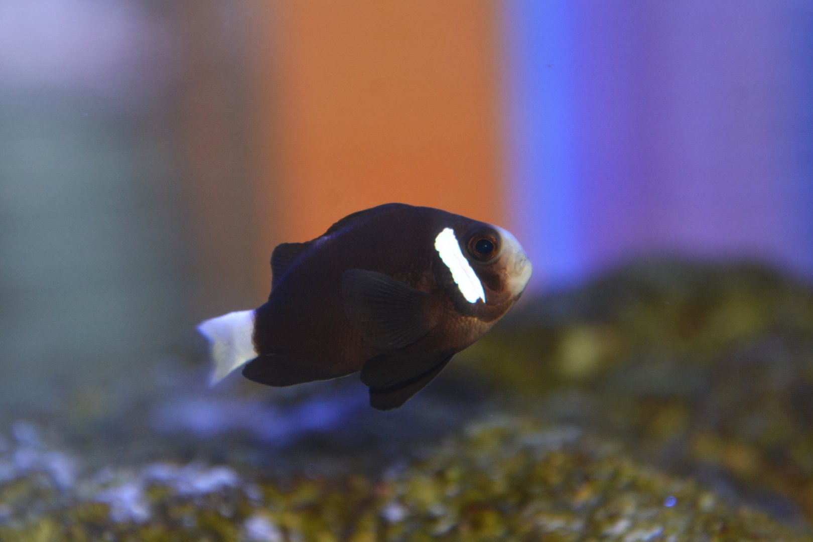 Whitesnout anemonefish (Amphiprion mccullochi)