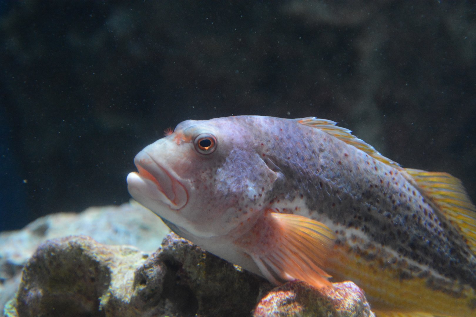 Whitespot hawkfish (Paracirrhites hemistictus)