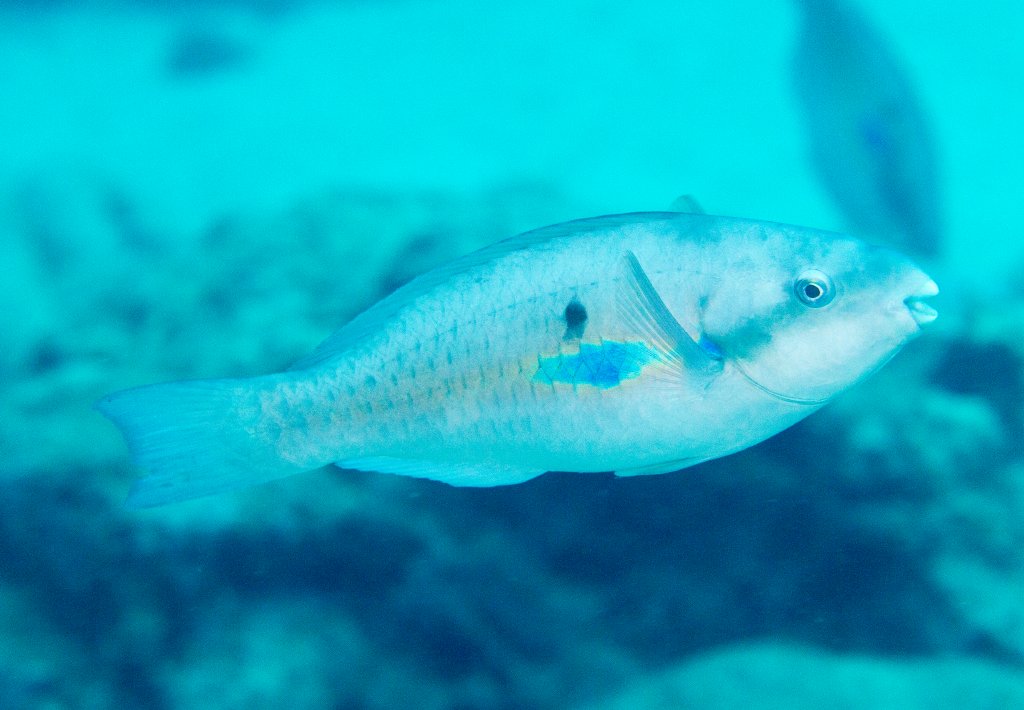 Whitespot Parrotfish (female)