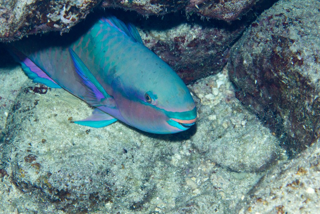 Whitespot Parrotfish (Scarus forsteni)
