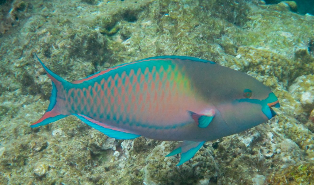 Whitespot Parrotfish, terminal phase