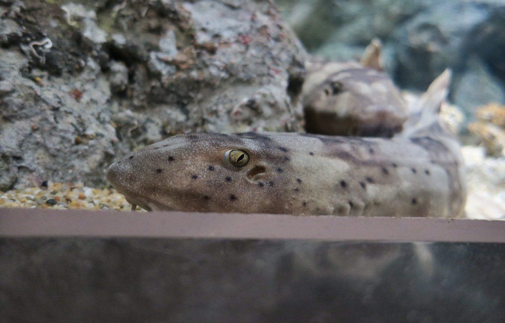 Whitespotted Bamboo Shark (Chiloscyllium plagiosum) - Xpark