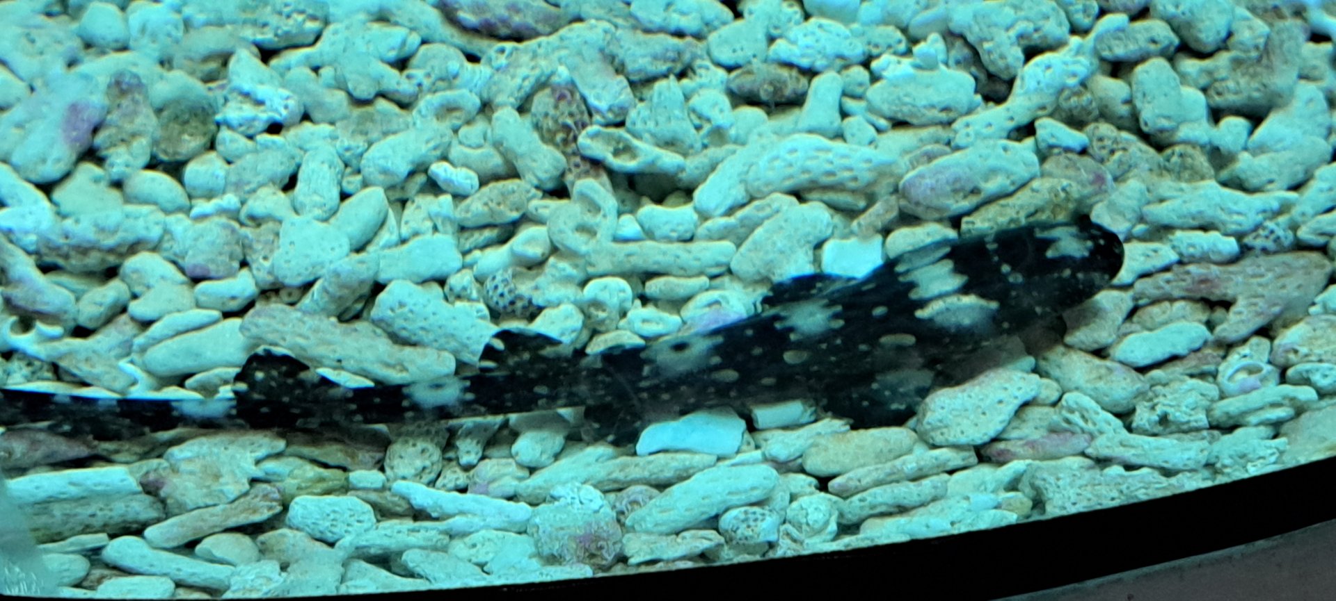 Whitespotted Bamboo Shark Pup