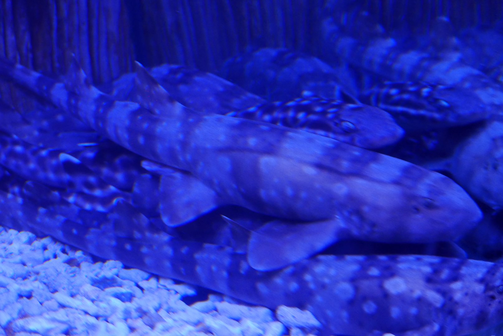 Whitespotted Bamboo Shark