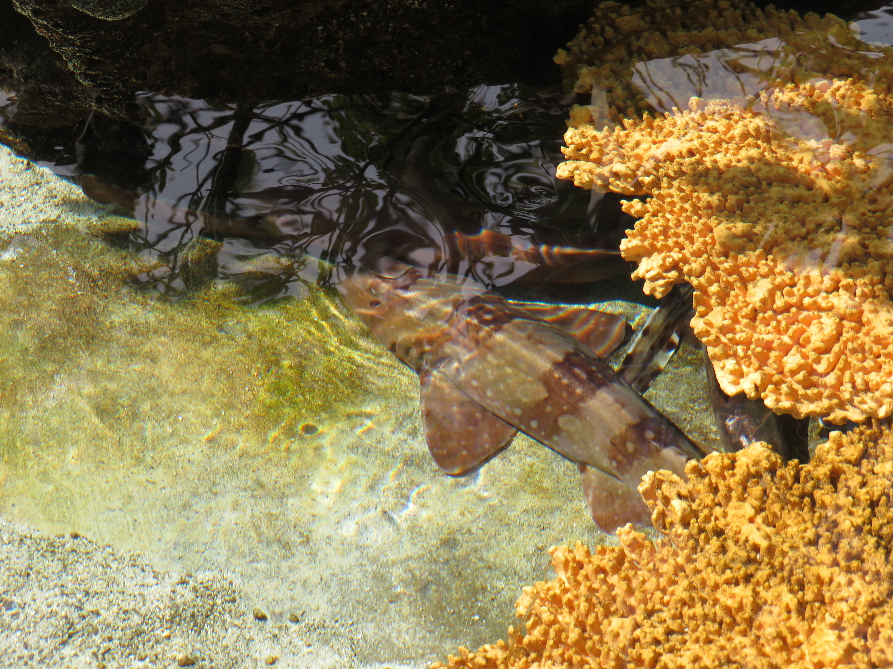 Whitespotted Bamboo Shark