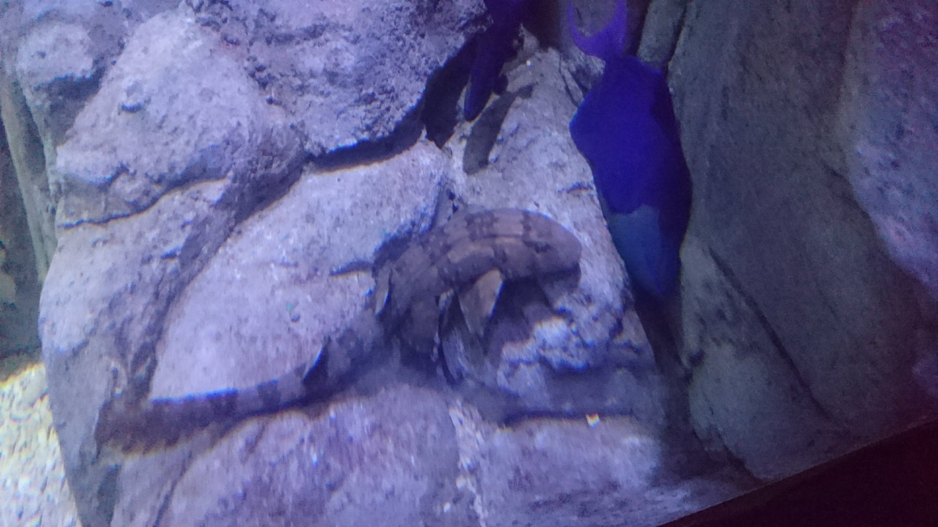 Whitespotted Bamboo Shark