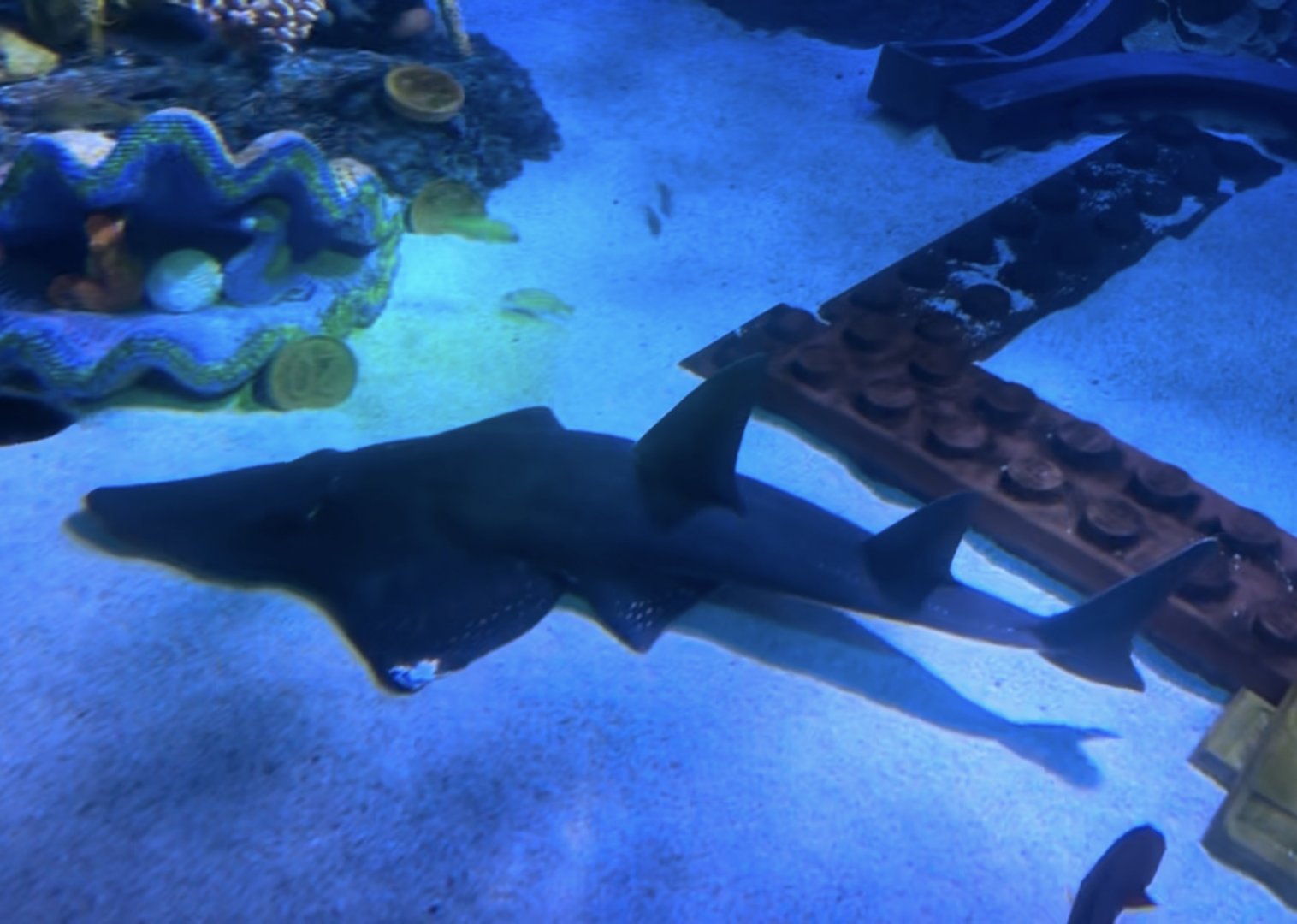 Whitespotted/bottlenose wedgefish (Rhynchobatus australiae) at Legoland’s Deep-Sea Adventure