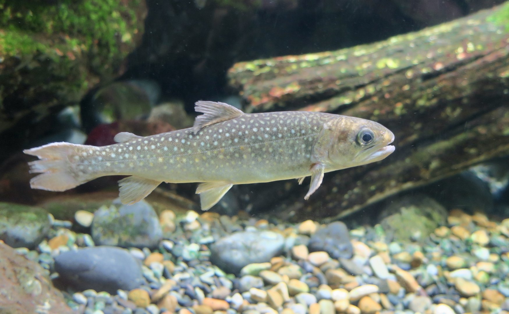Whitespotted Char (Salvelinus leucomaenis)