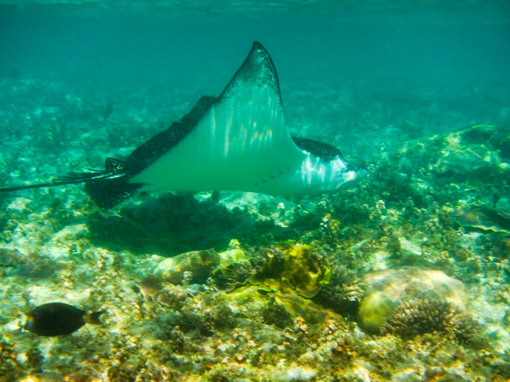Whitespotted Eagle Ray (Aetobatus narinari)