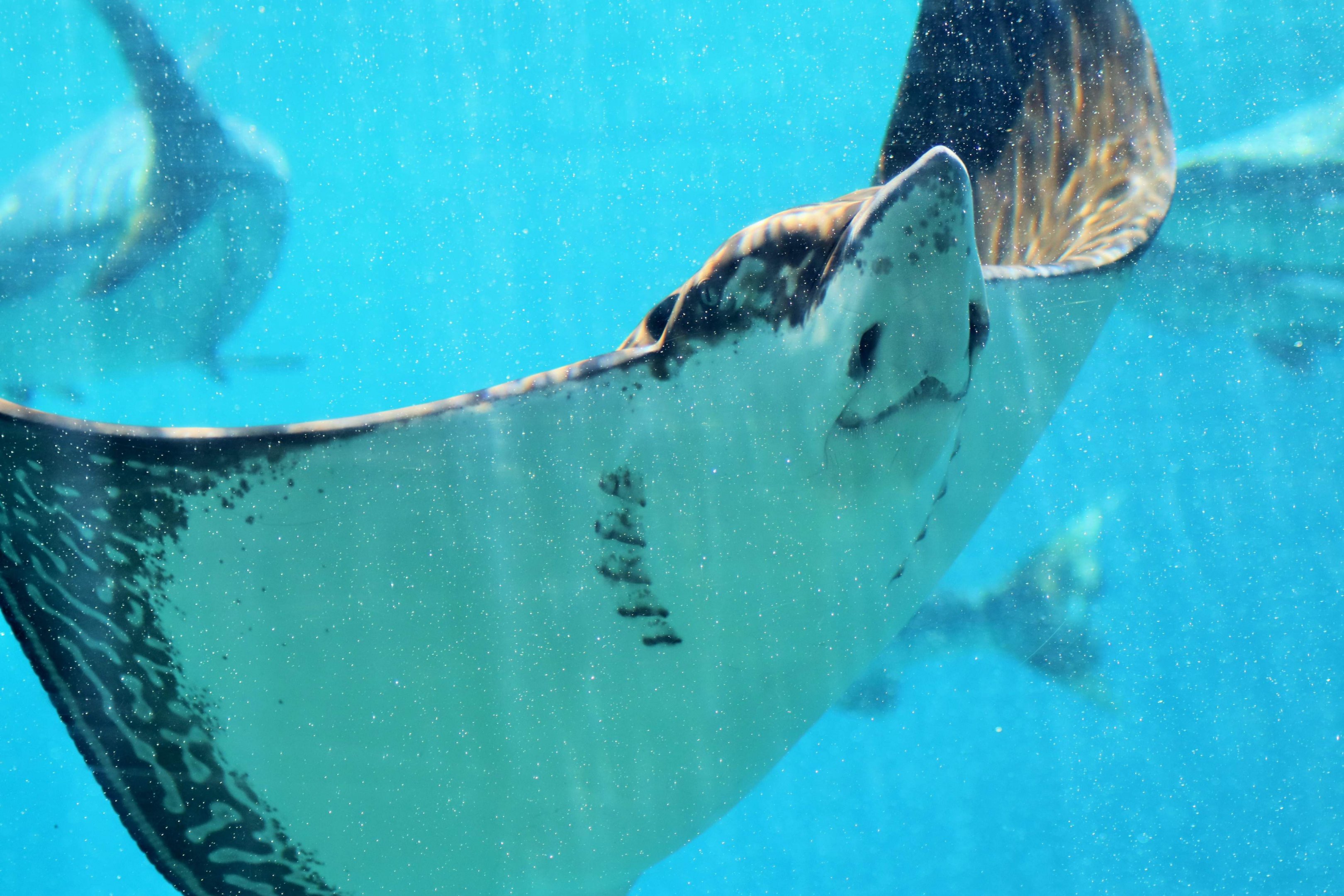 Whitespotted Eagle Ray (Aetobatus narinari)