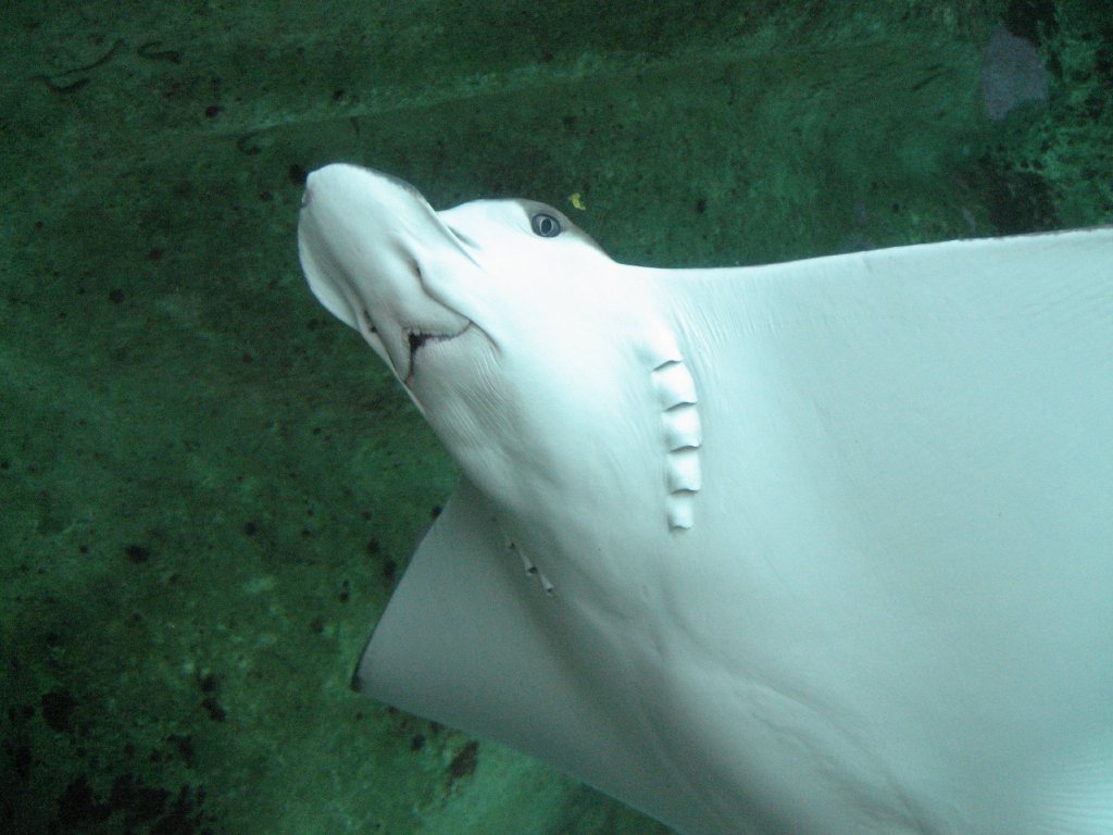 Whitespotted Eagle Ray head