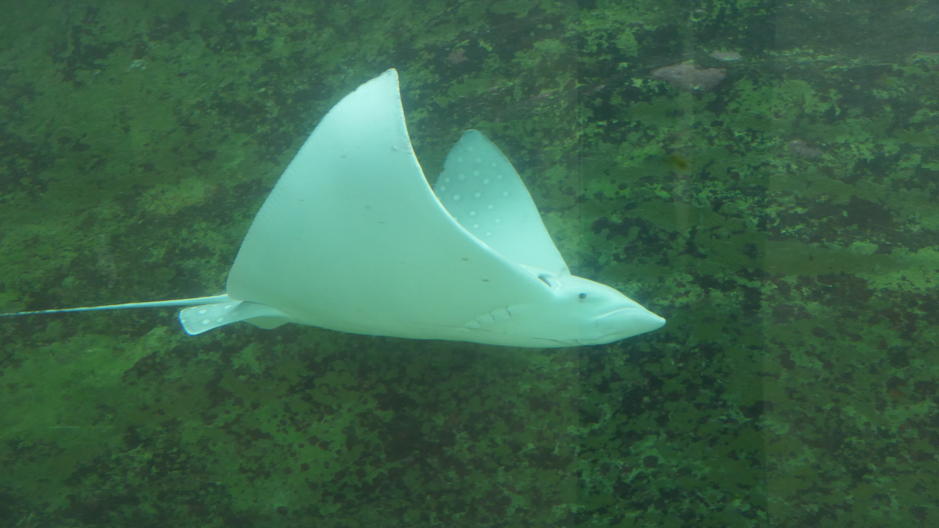 Whitespotted Eagle Ray