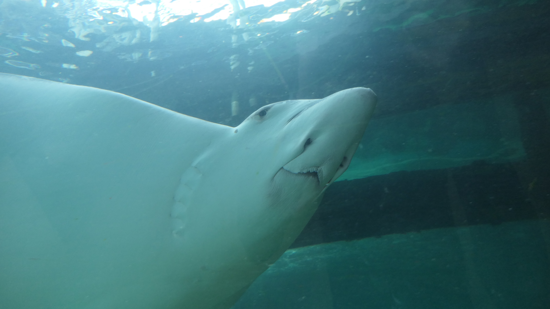 Whitespotted Eagle Ray