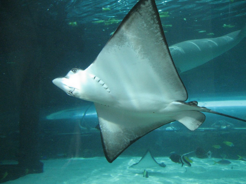 Whitespotted Eagle Ray