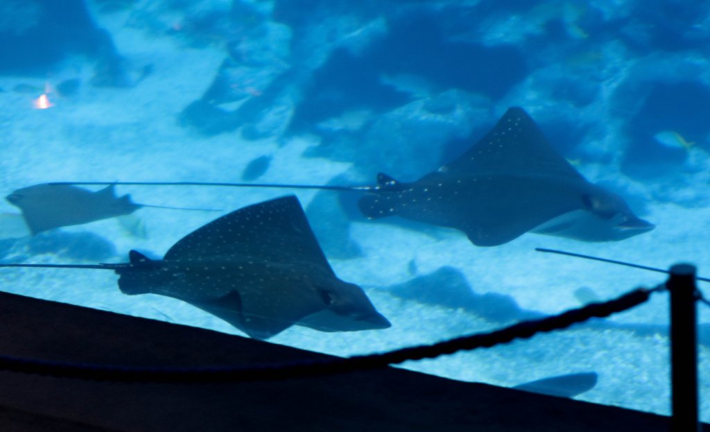 Whitespotted Eaglerays