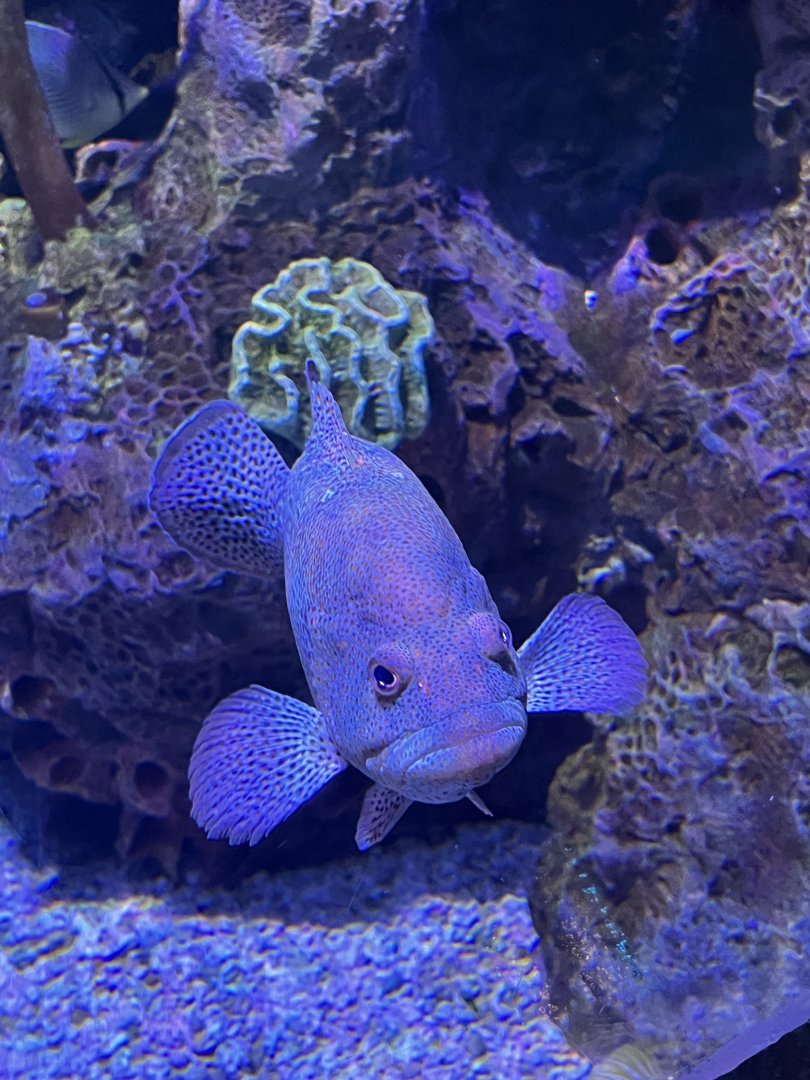 Whitespotted filefish