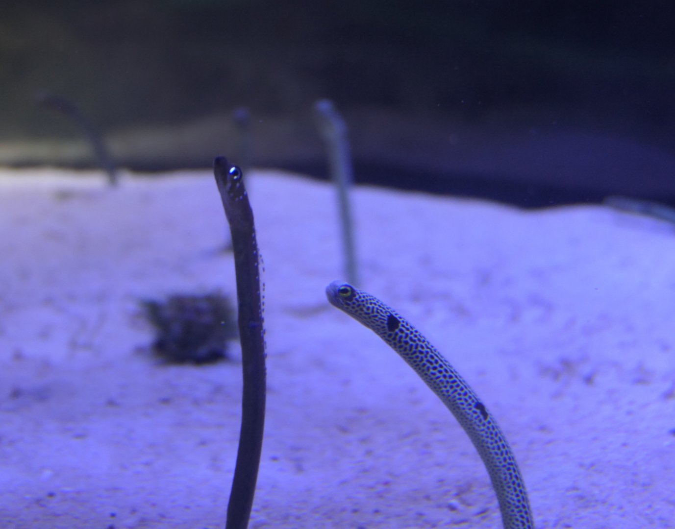 Whitespotted Garden Eel (Gorgasia maculata) and Spotted Garden Eel (Heteroconger hassi)