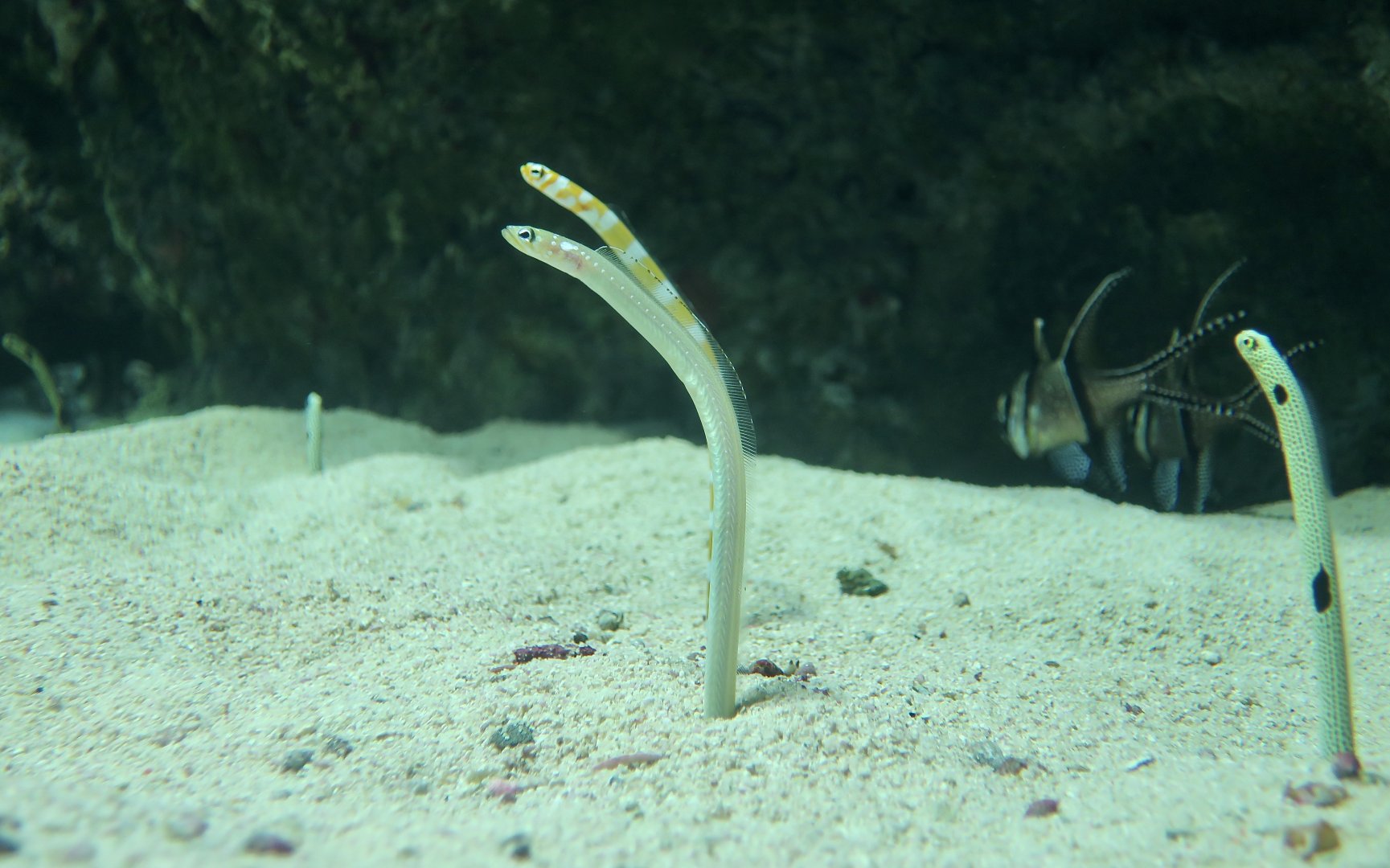 Whitespotted Garden Eel (Gorgasia maculata) - Xpark