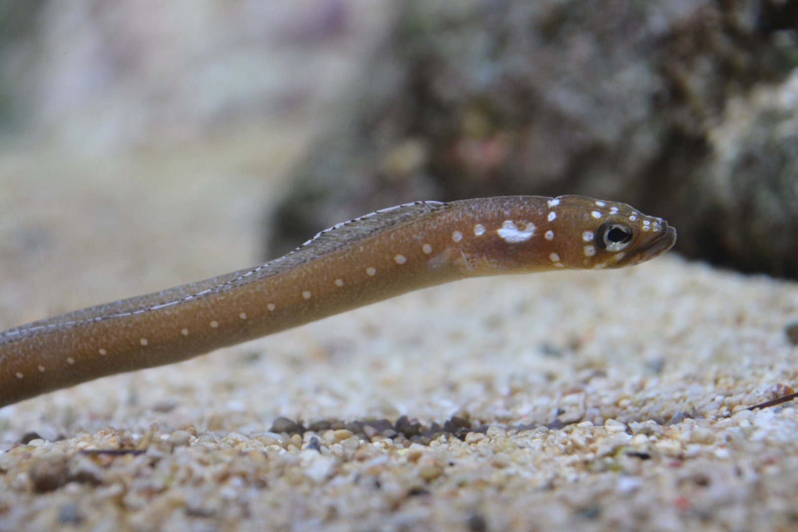Whitespotted garden eel (Gorgasia maculata)