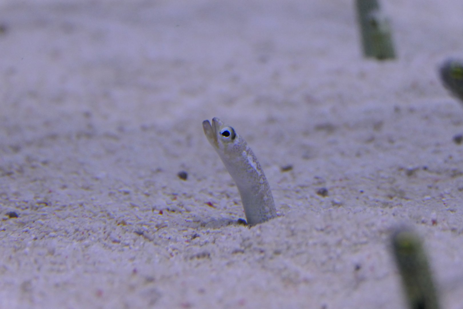Whitespotted Garden Eel (Gorgasia maculata)