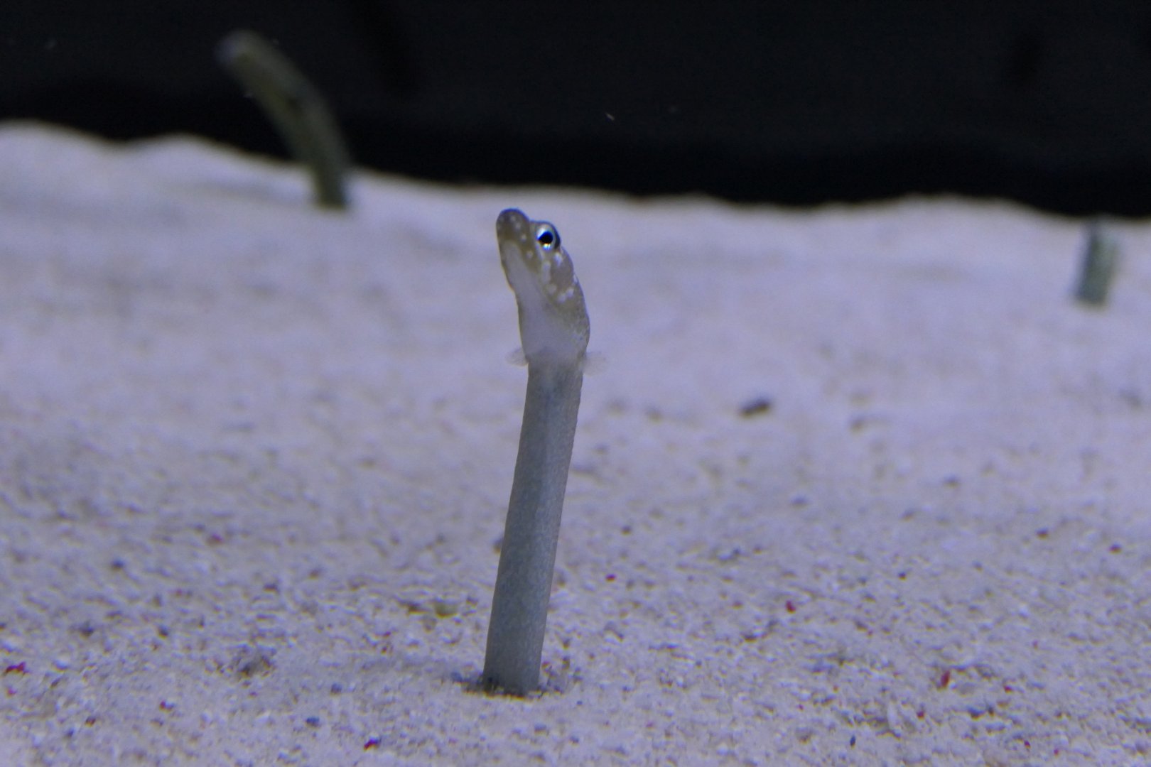 Whitespotted Garden Eel (Gorgasia maculata)