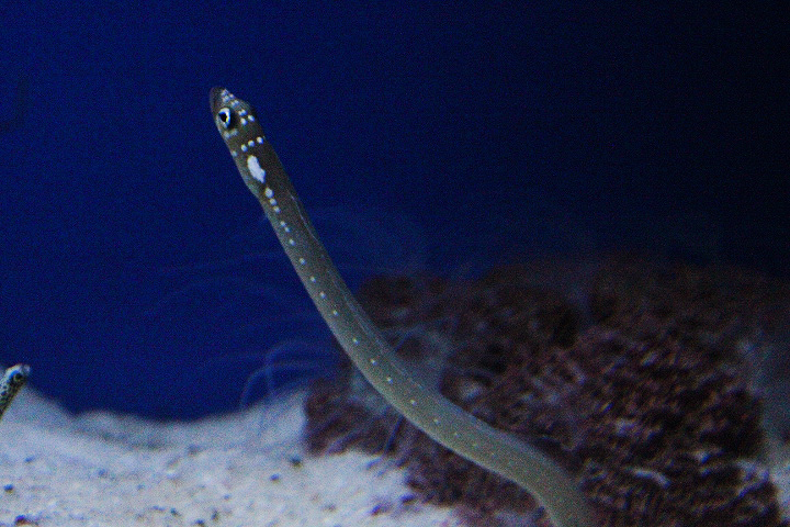 Whitespotted garden eel (Gorgasia maculata)