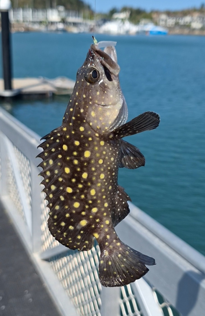 Whitespotted Grouper (Epinephelus coeruleopunctatus)