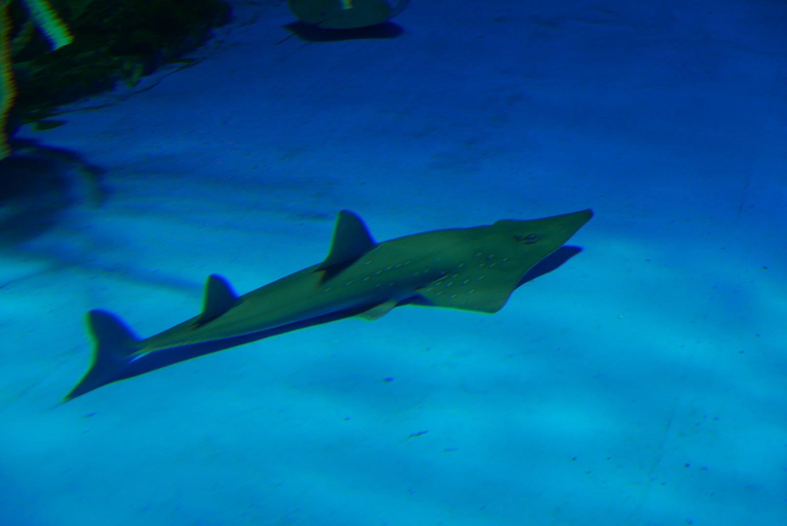 Whitespotted Guitarfish