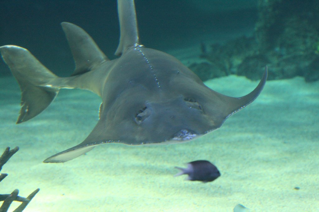 Whitespotted Guitarfish