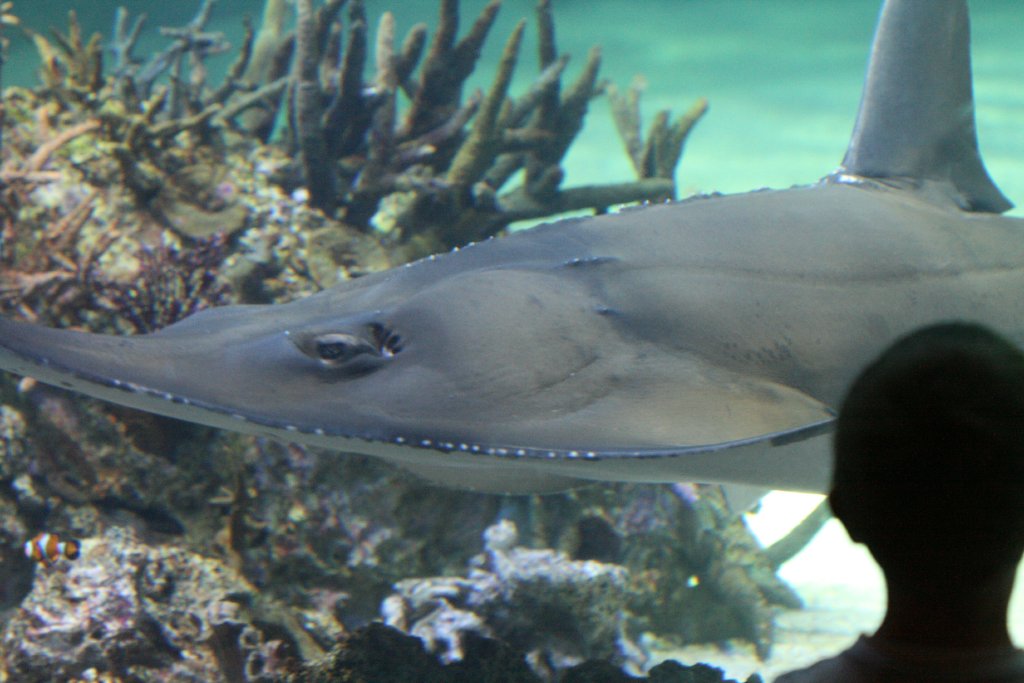Whitespotted Guitarfish
