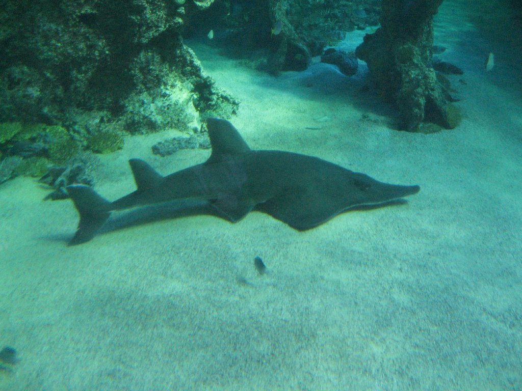 Whitespotted Guitarfish
